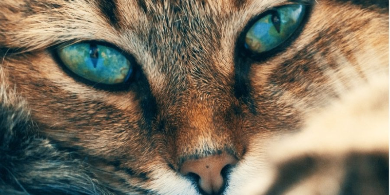 Мають багато умінь. Коти можуть світитися в темряві і це не просто так